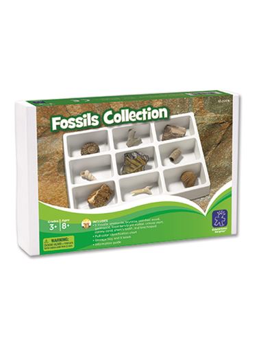 Coleccion fosiles - 5204-FOSSIL-BOX-R